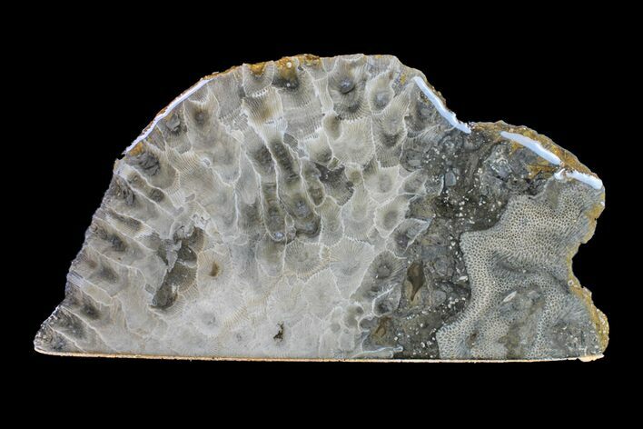 Polished Petoskey Stone (Fossil Coral) - Michigan #156028